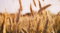 Multi-national Seeds Producer